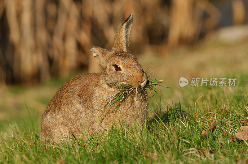 野兔，Oryctolagus cunulus